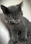 Hypoallergenic russian blue male kitten 8 weeks 200